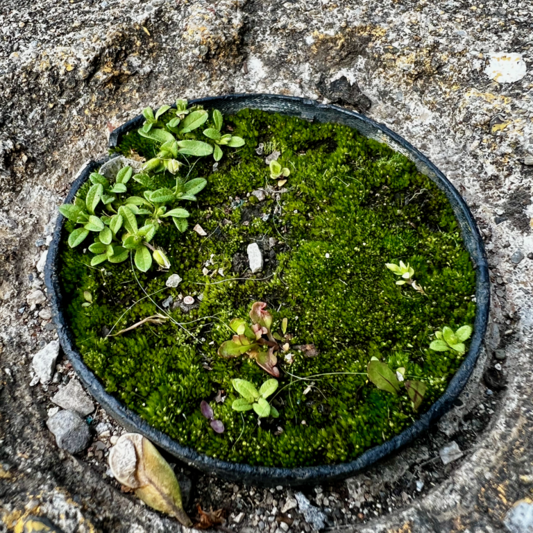 Tiny Garden